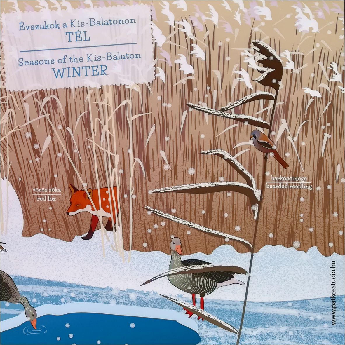 Milyen a Kis-Balaton télen? - 2