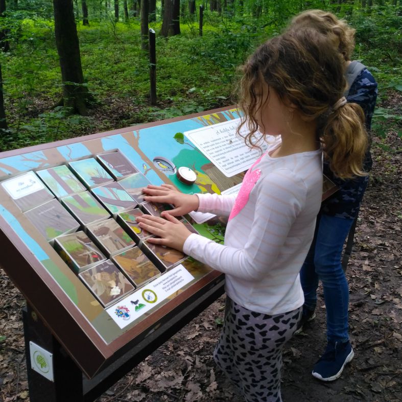 Interaktív tanösvénytábla a holtfák élővilágáról