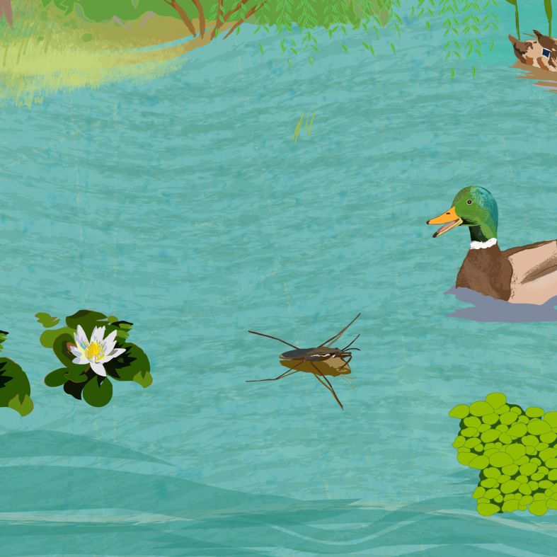 A Jági-tó lakói - 1