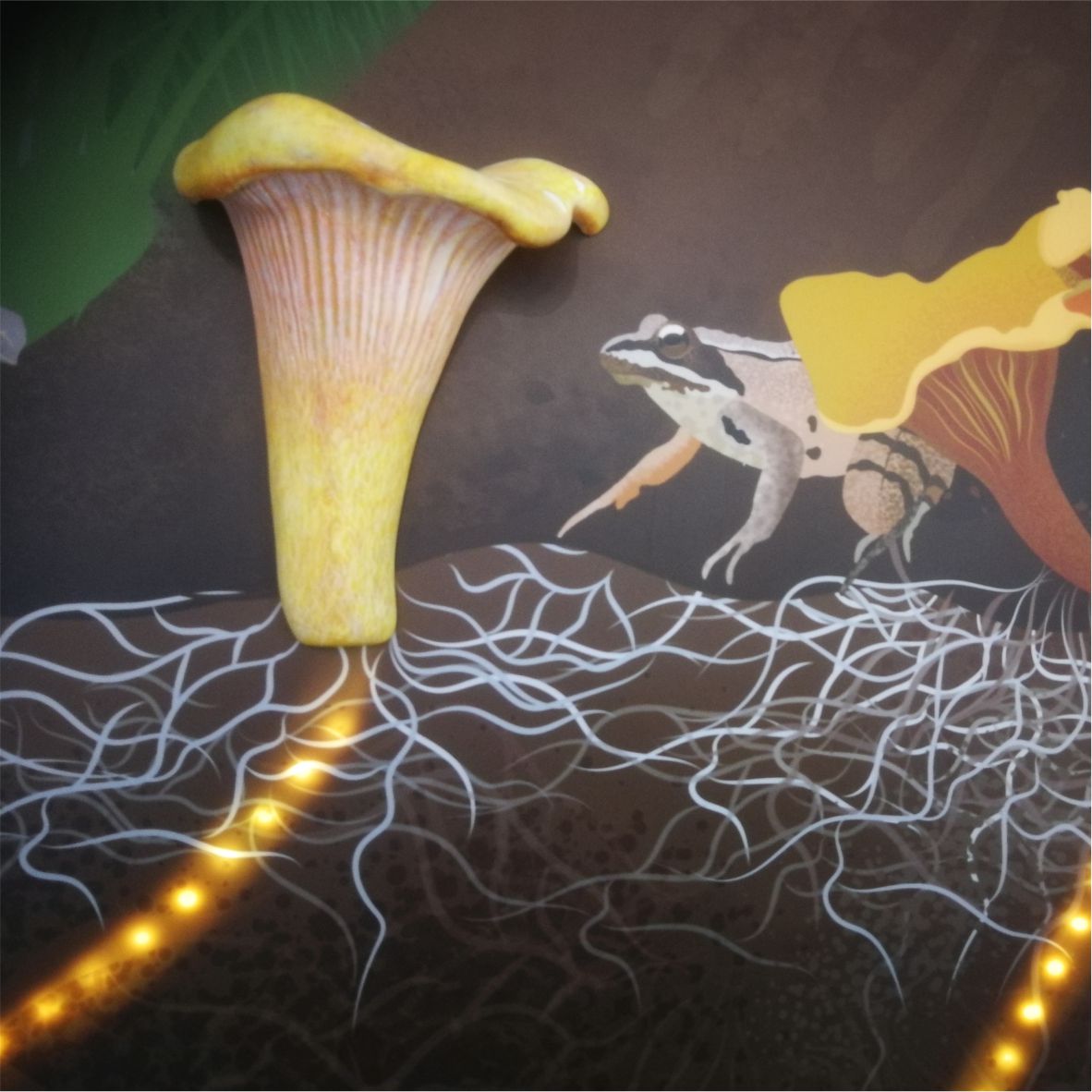 A gombafonalakat led világítással emeltük ki