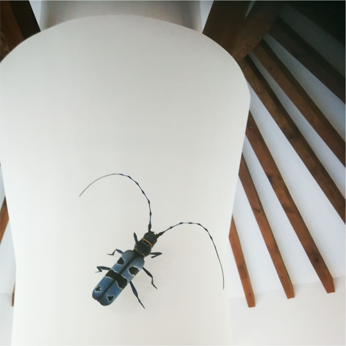 Cincér szobor a falon