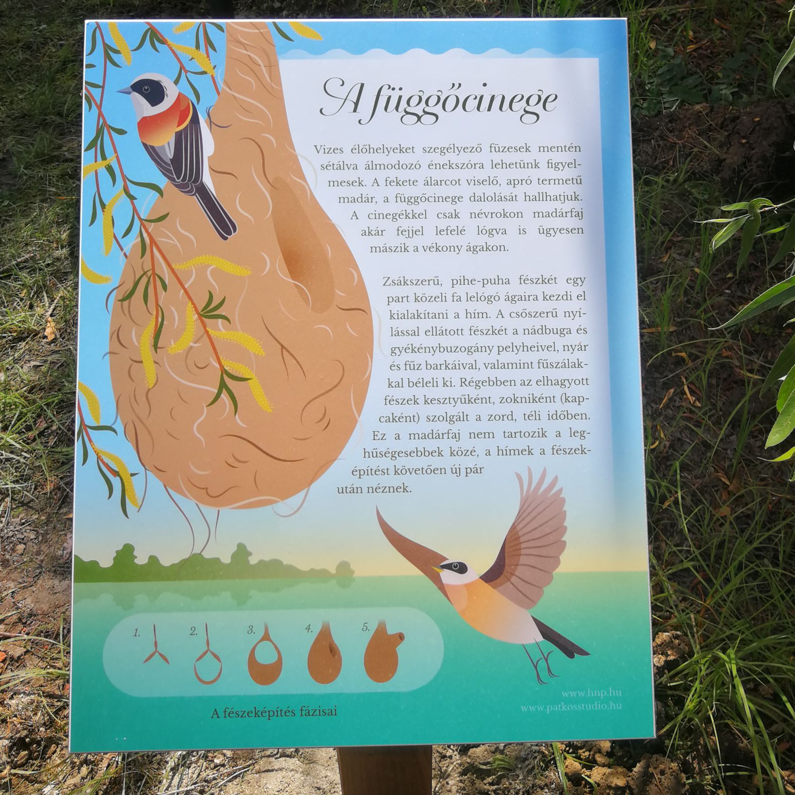 A tanösvény szimbolikus madara, a függőcinege