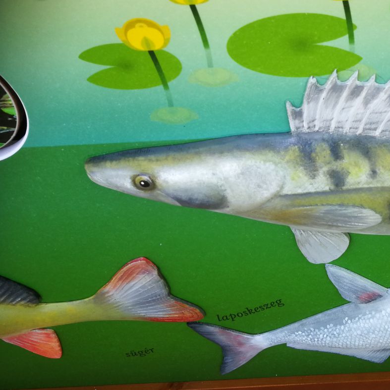 3D halak a tanösvénytáblán - 1