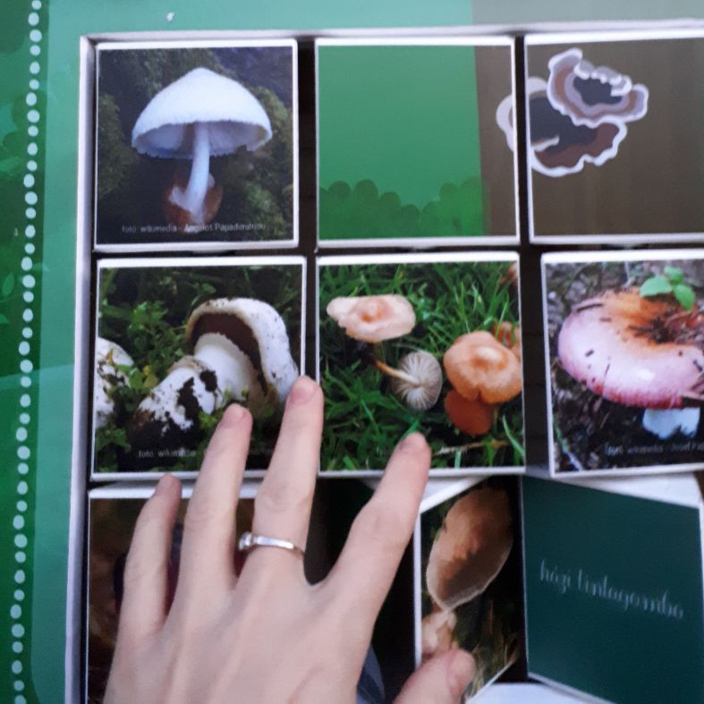 Ismerd meg a környék gombáit!