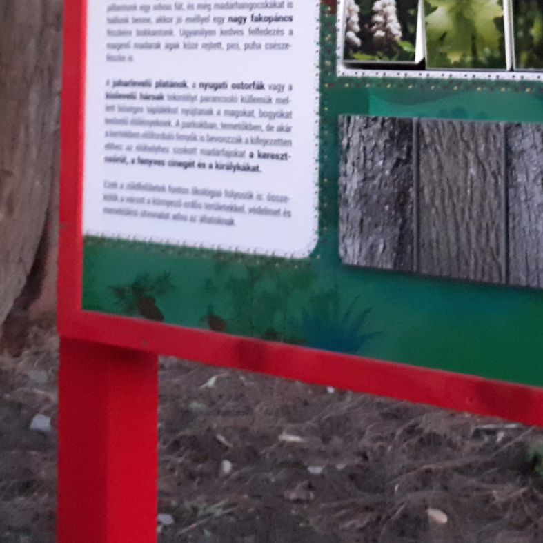 Ismerd meg a városi fákat! - interaktív tábla részlete - 3