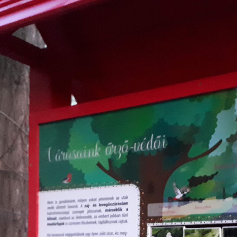 Ismerd meg a városi fákat! - interaktív tábla részlete - 1