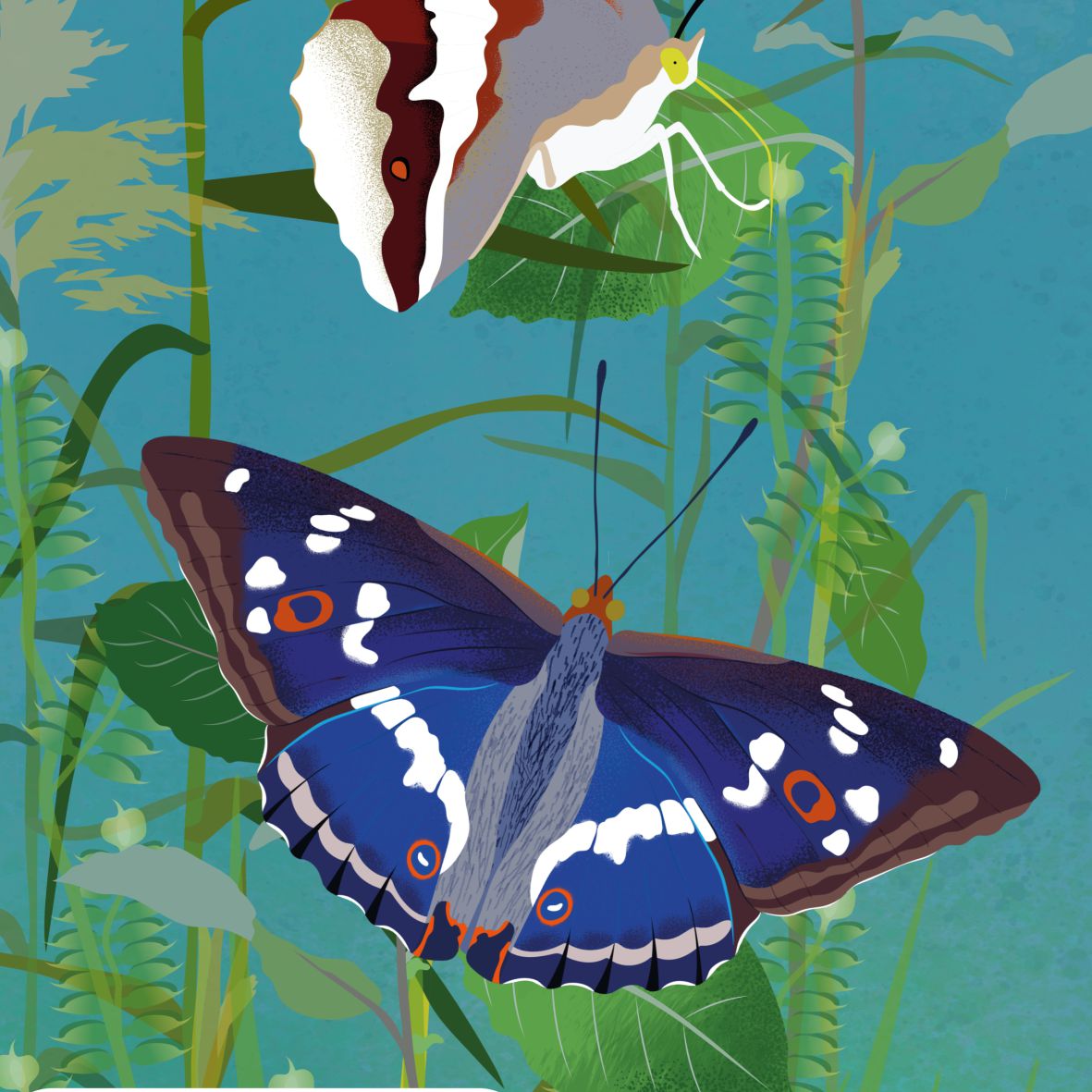 Kis színjátszó lepke tolóajtón - 3.