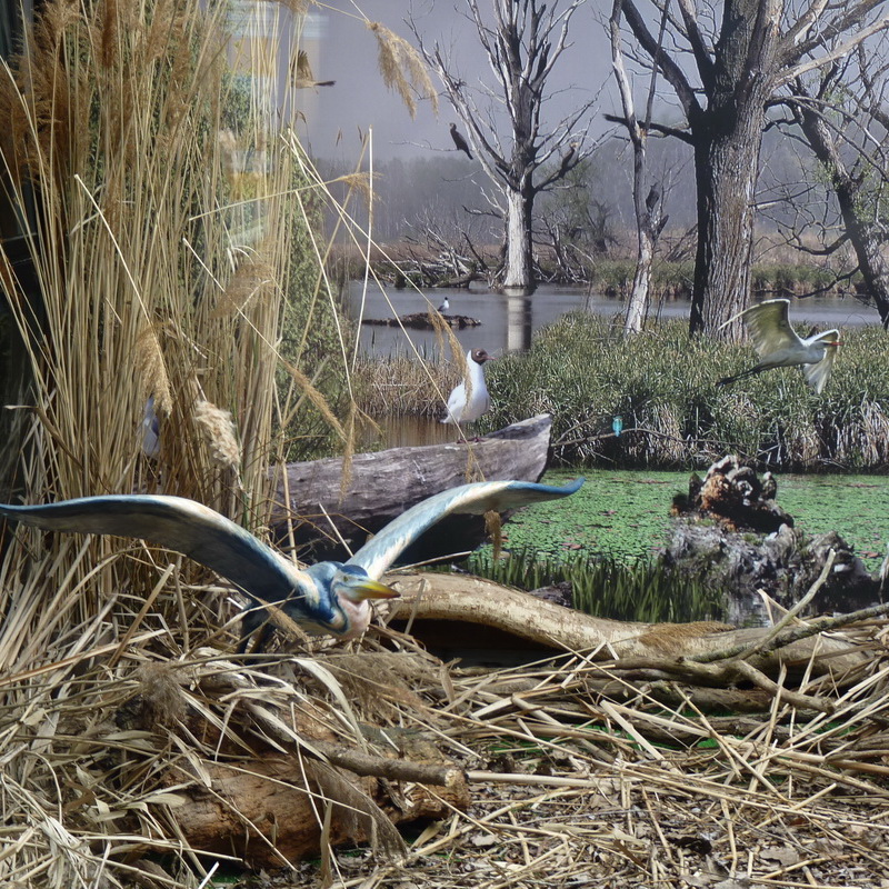 Embed Centro di Sapere, Csorna