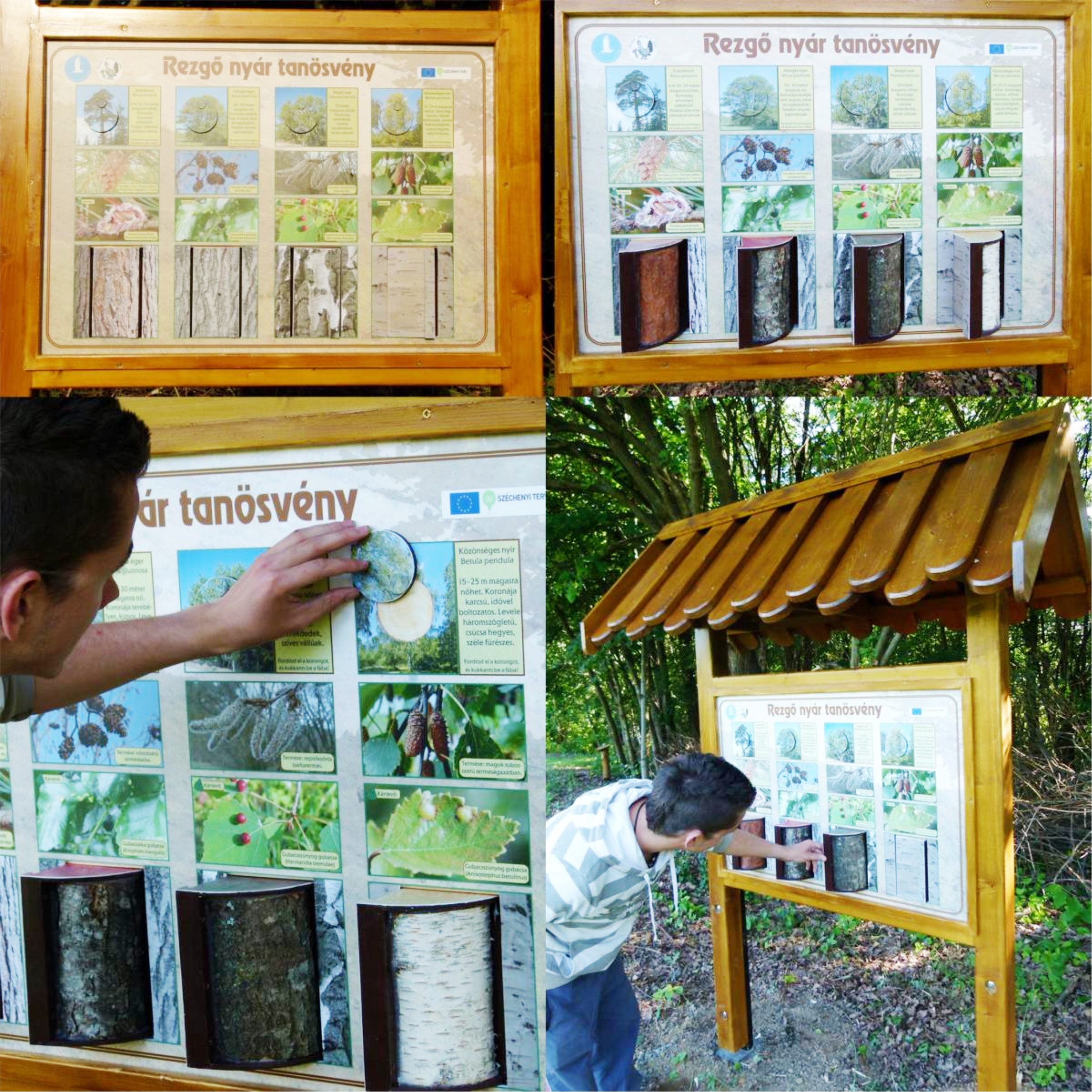 Az interaktív elemekkel a fa kérgét és törzsének belsejét ismerhetjük meg.