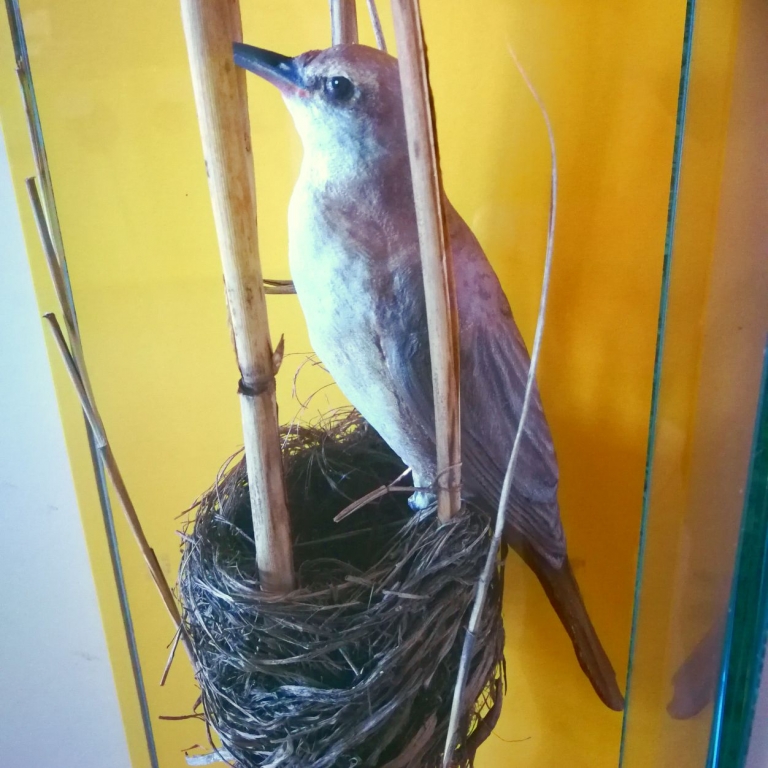 Bird model - Modello 3D 