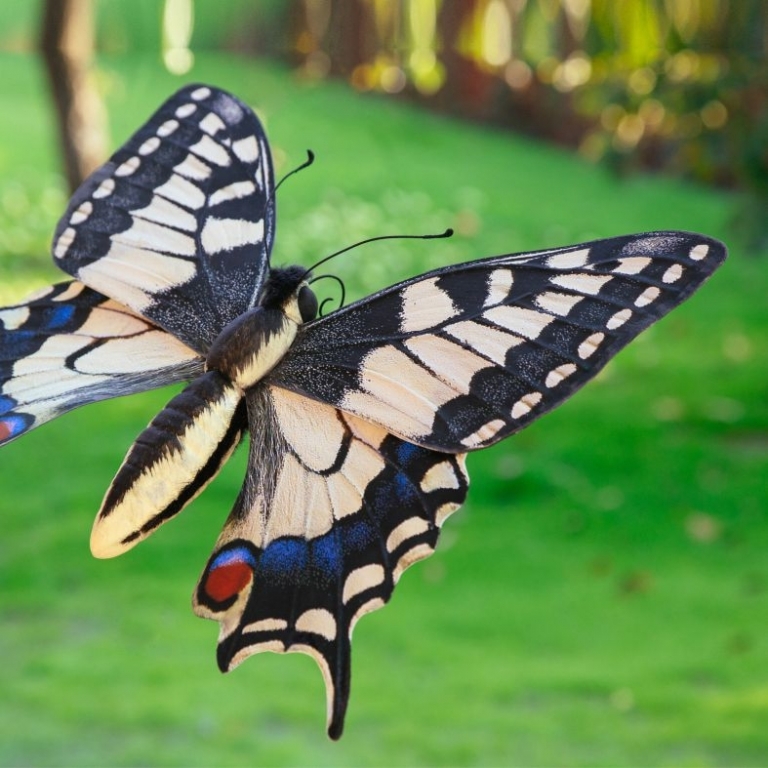 Papilio machaon