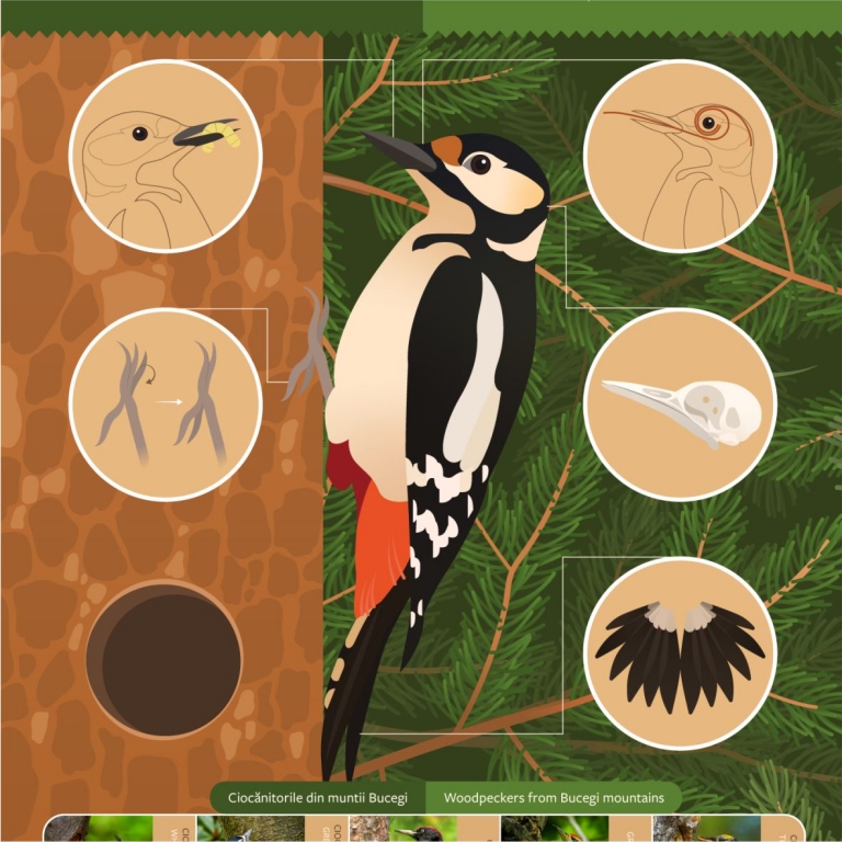 Ismerd meg a harkályokat - grafikai részlet