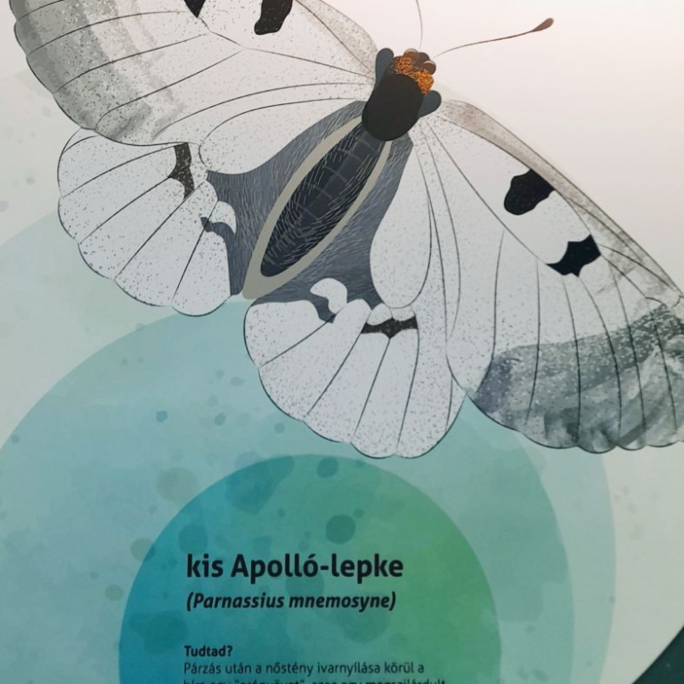 Installáció kérészekkel - 02