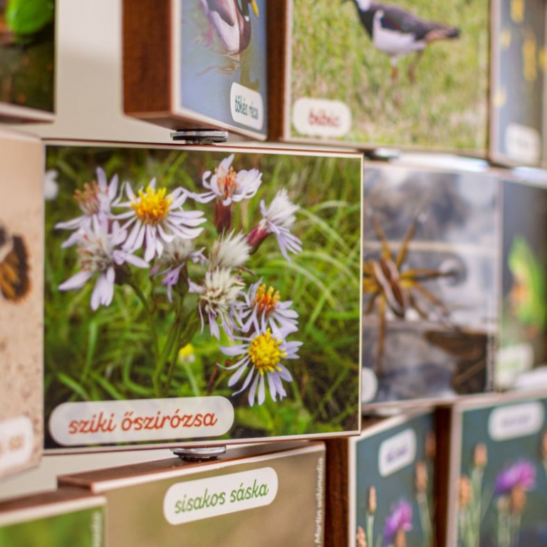 Ismerd meg a vidék növényeit!