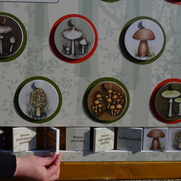 Conosci i funghi?