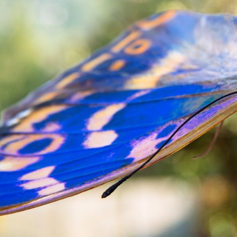 Kis színjátszólepke - 1