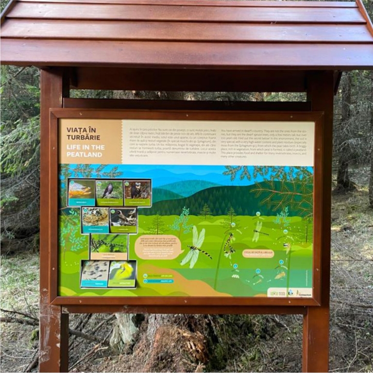 A szitakötő a táplálékláncban