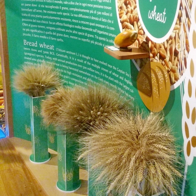 Some species of the wheat – Alcuni specie del grano (il Centro ne conserva piú di 8000 specie)