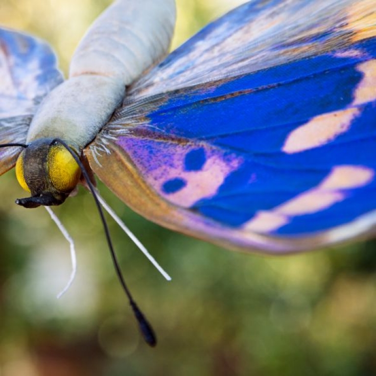 Kis színjátszólepke - 2