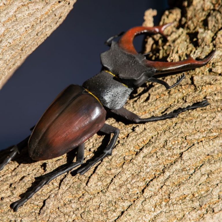 Embed 3D modellek - rovarok