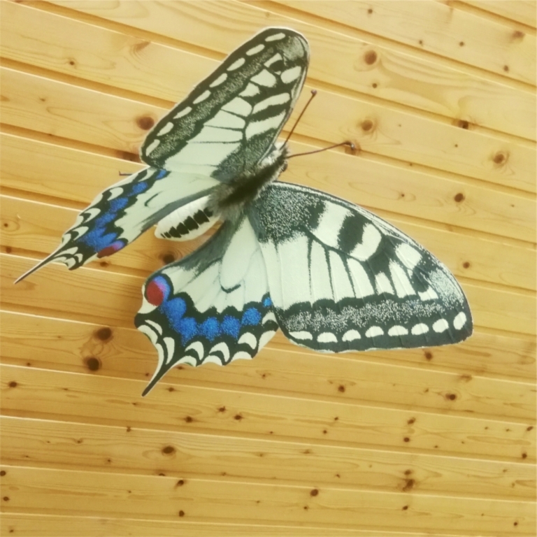 Mock-up of the Old World swallowtail - Modello del macaone