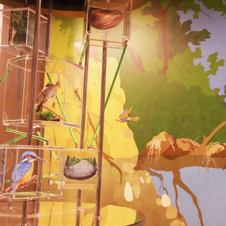 Habitat of the river - Habitat del fiume