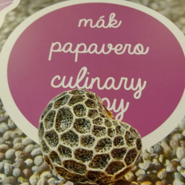 The enlarged seed of the poppy - Il seme ingrandito del papavero