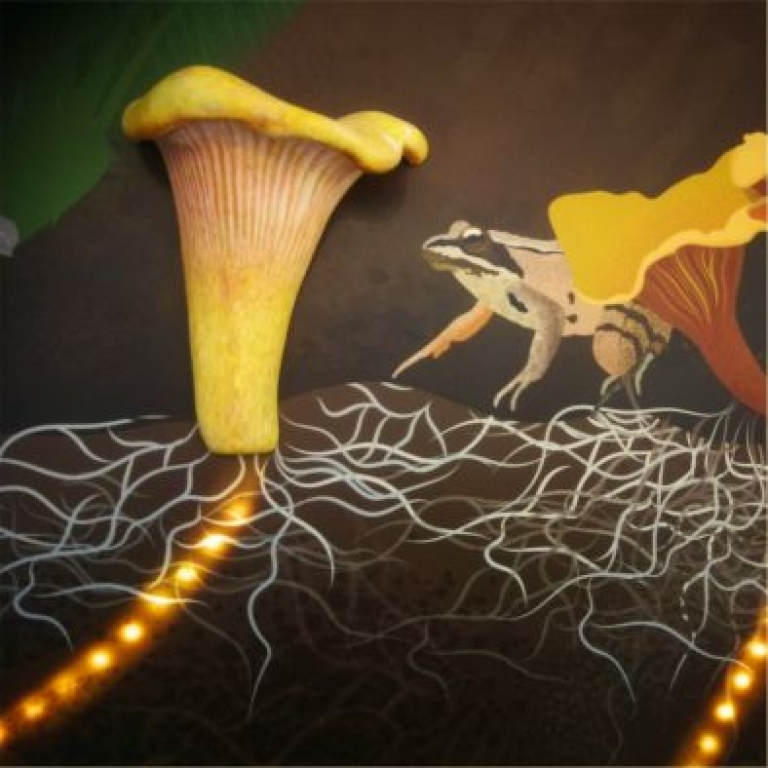 Mushrom 3D model on an exhibition board - Fungo 3D su un pannello di una mostra - 1