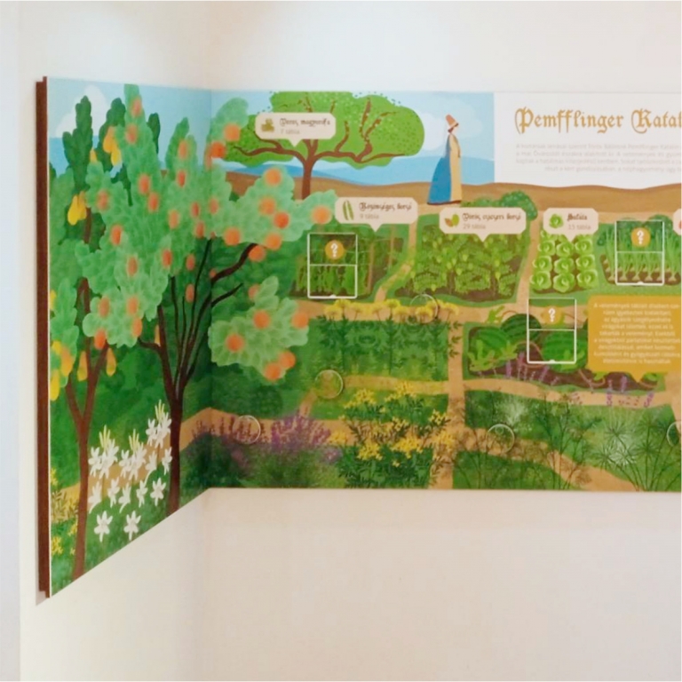 Interaktív kiállítási tábla a gyógynövényekről - 1