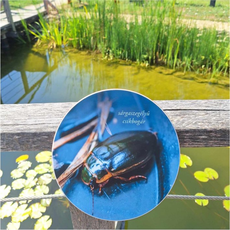 Leírás a csíkbogárról