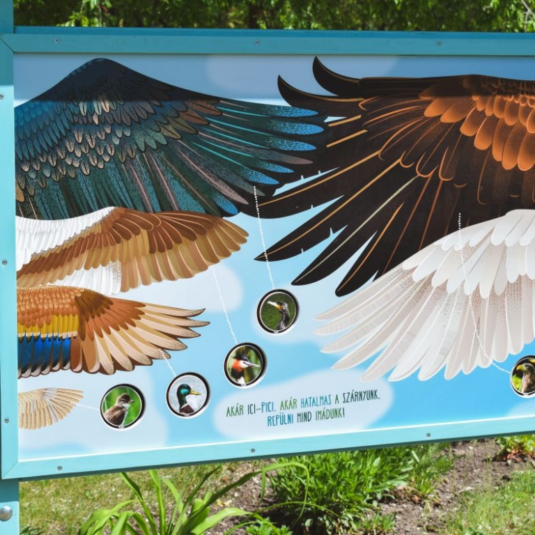 Madárszárny fesztáv tábla élethű méretű, rajzolt szárnyakkal