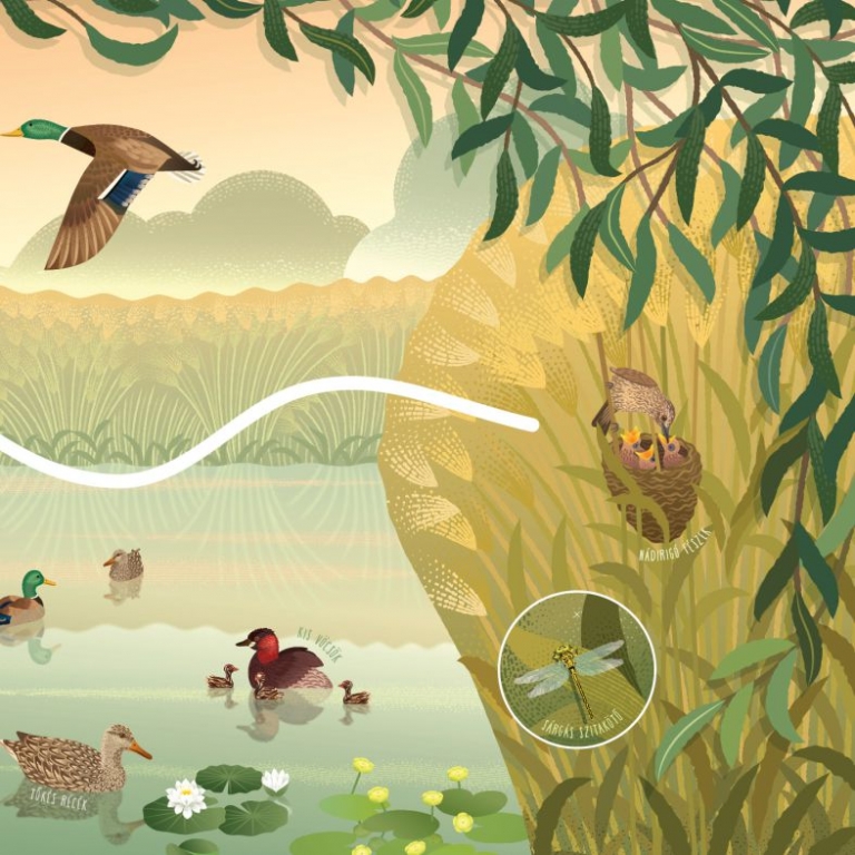 Tanösvénytábla a nádirigóról - részlet 2