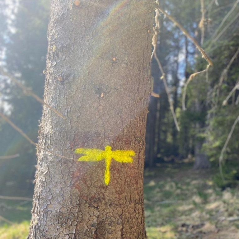 A Szitakötő tanösvény jelzése