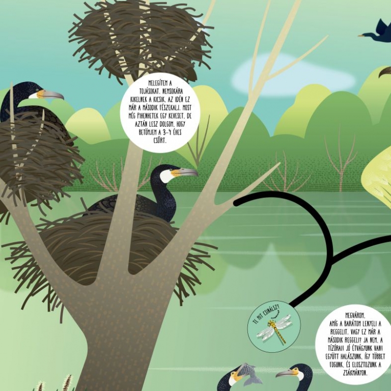 Tanösvénytábla a kormoránról - részlet