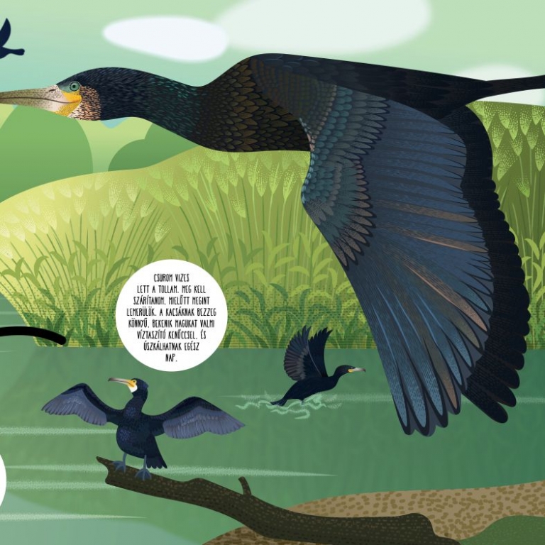Tanösvénytábla a kormoránról - részlet 2