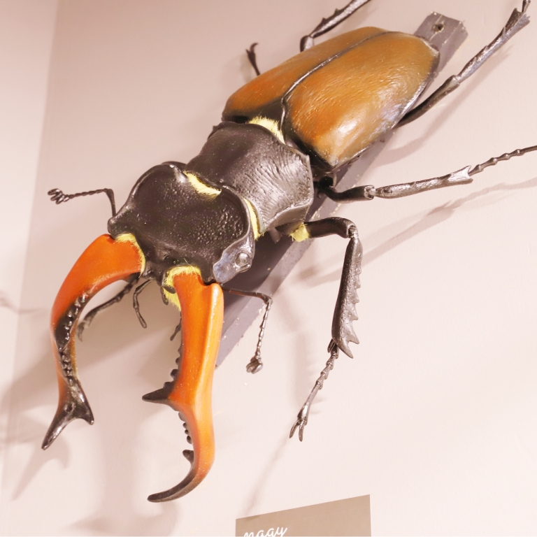 Big mock-up of a stag beetle - Modello ingrandito del cervo volante