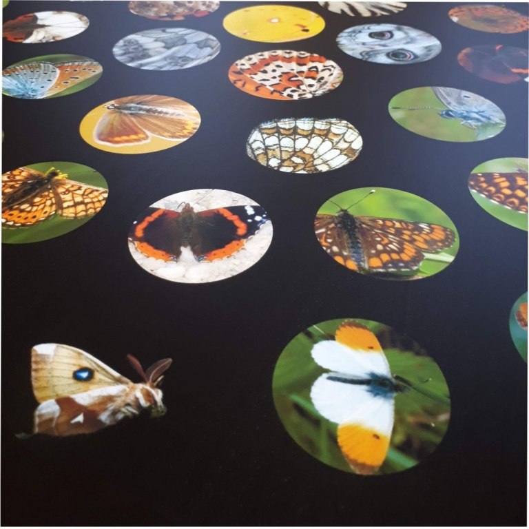 World of butterflies - Il mondo delle farfalle - 2