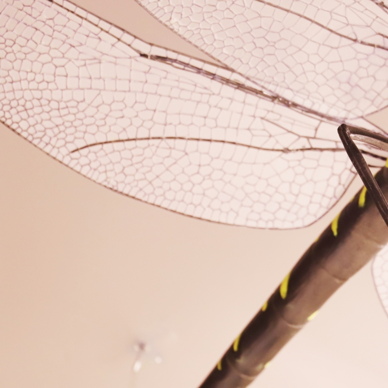 Mock-up of dragonfly - Modello di libellula