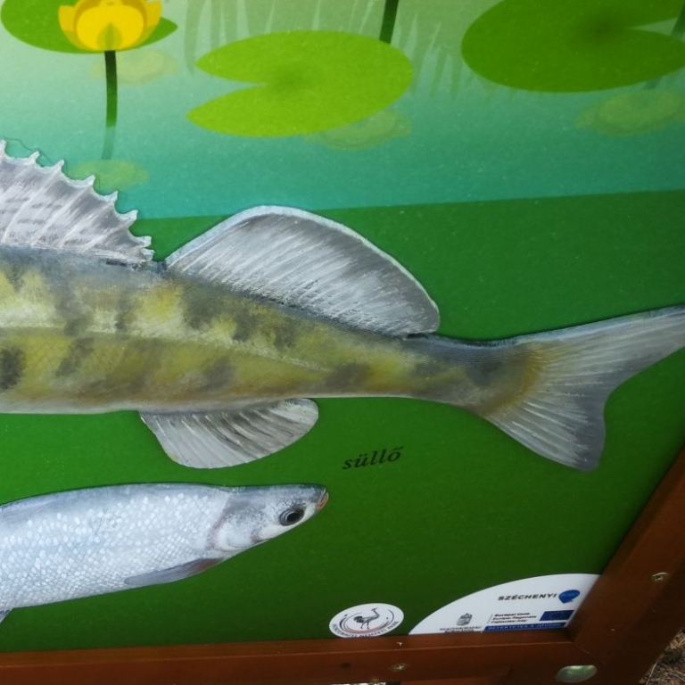 Fishes on board - Pesci su un pannello - 2