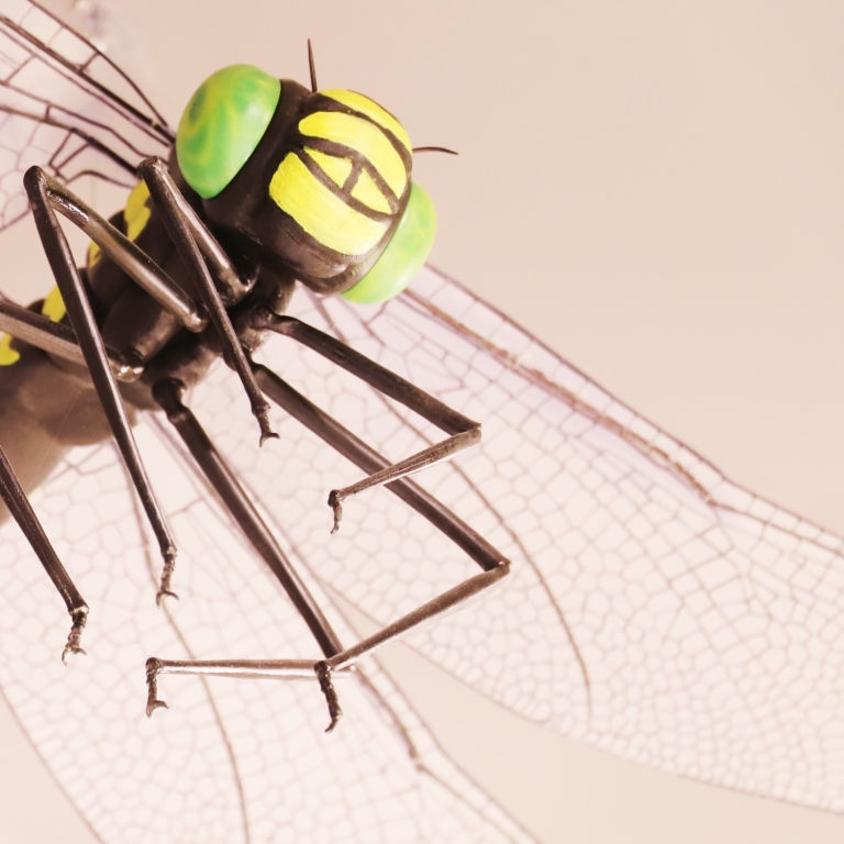 Mock-up of dragonfly - Modello di libellula - 2