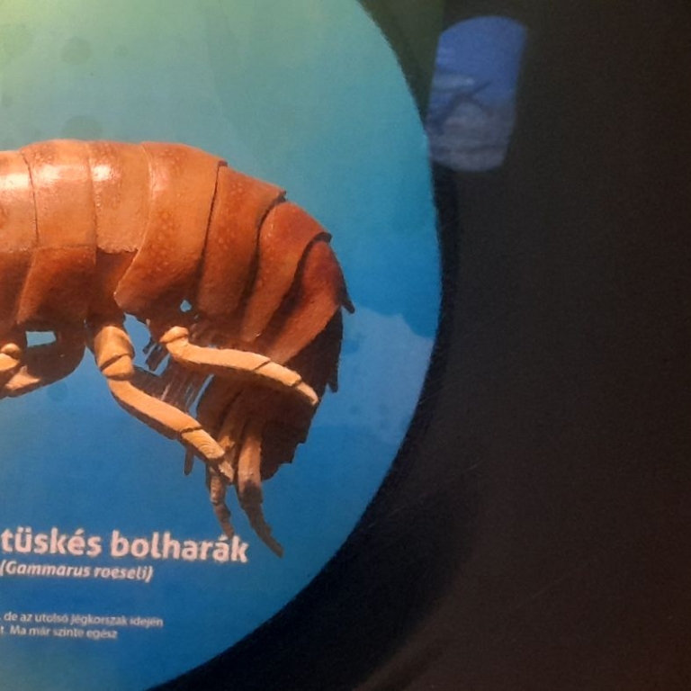 3D tüskés bolharák, a sokszorosára nagyítva
