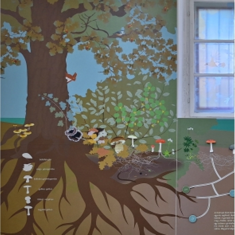 Kommunikáló erdő1