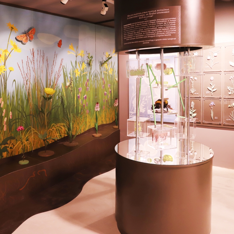 The habitat of the grasslands - Habitat del pascolo