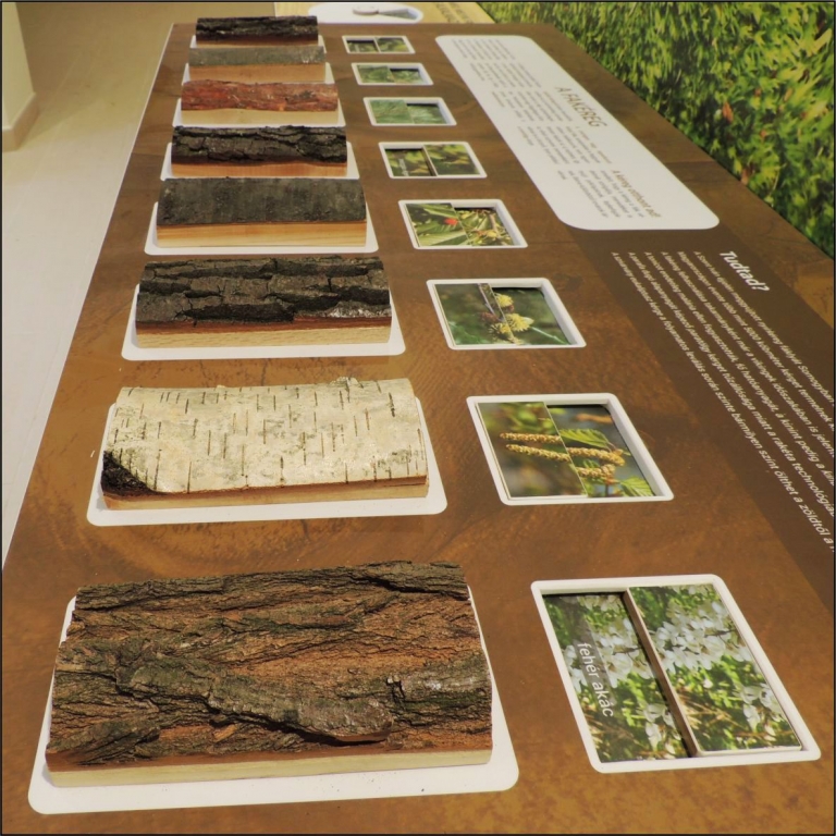 Get to know the tree bark – Conoscere la corteccia degli alberi