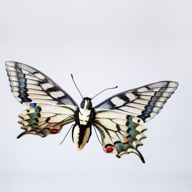 Butterfly model