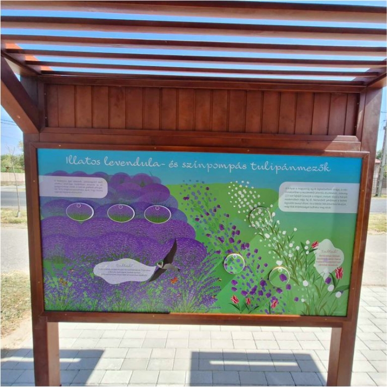 Interaktív tábla levendulákról és tulipánokról
