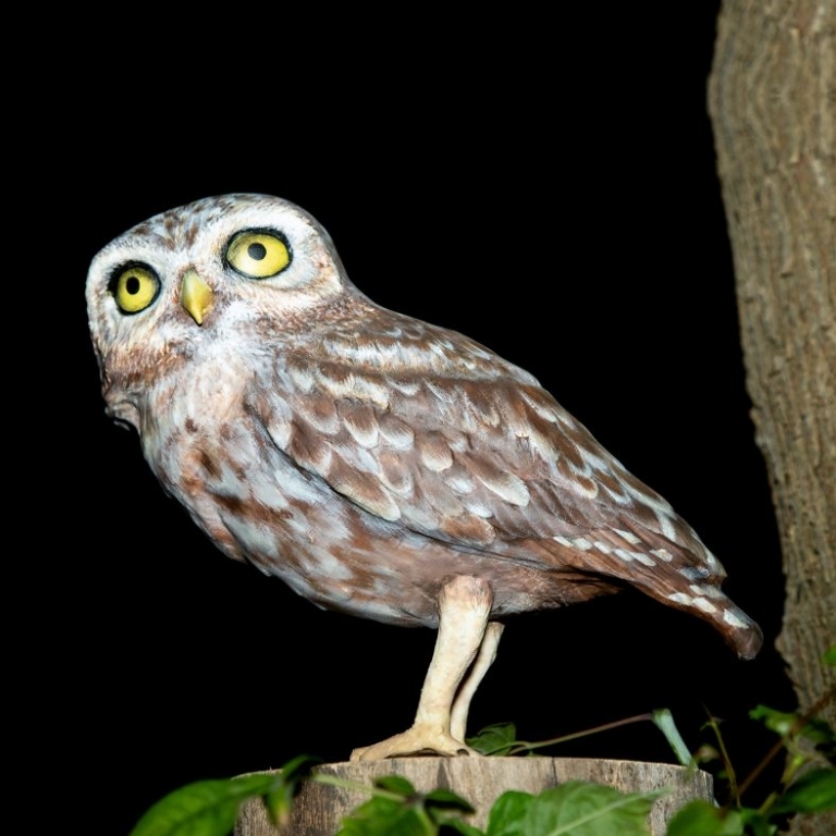 Athene noctua