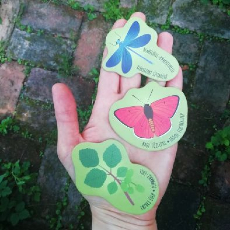 Gyűjthető élőlények - Gyűjtögetés erdőn-mezőn - 2