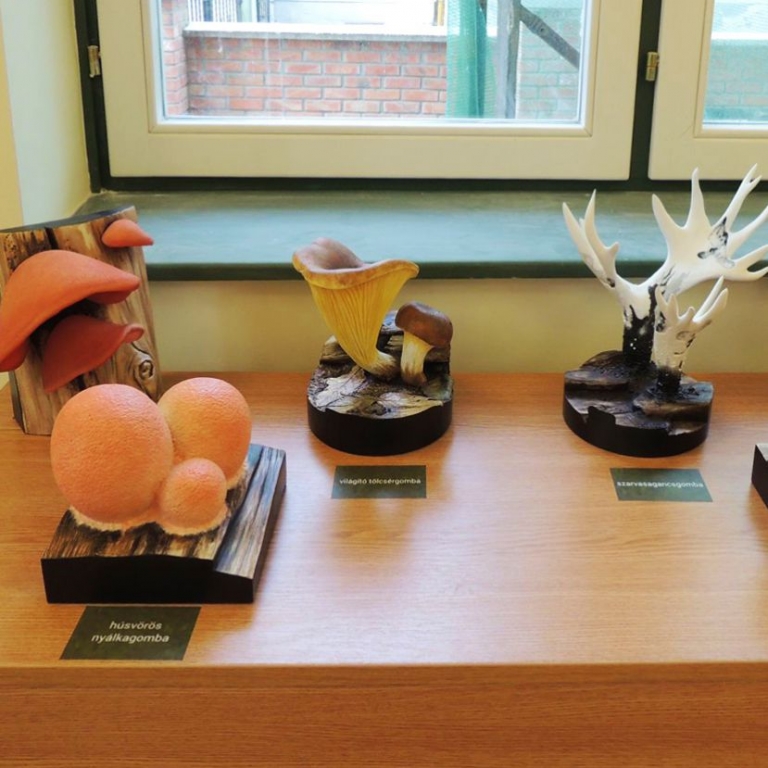 World of the mushrooms - Il mondo dei funghi