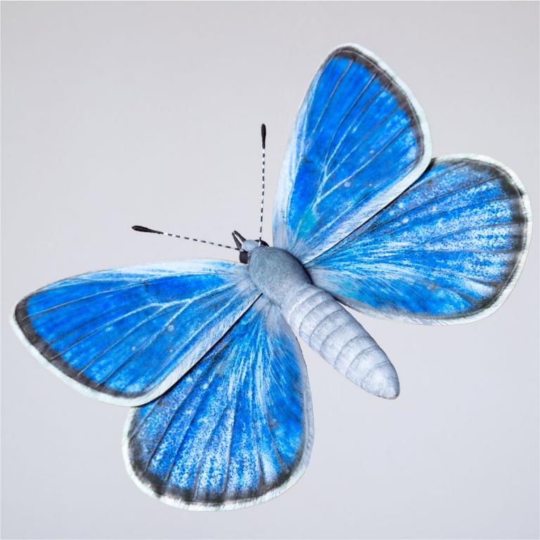 Butterfly model - 2